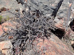 Pelargonium alternans