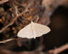 Scopula