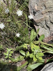Alepidea peduncularis