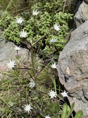 Alepidea peduncularis