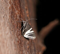 Phrataria bijugata