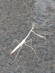 Hypsicorypha gracilis