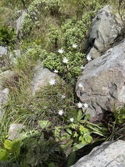 Alepidea peduncularis