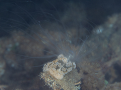 Alicia pretiosa