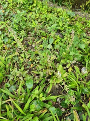 Salvia plebeia