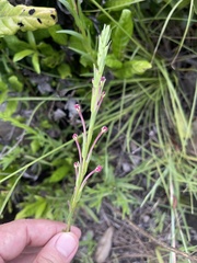 Zaluzianskya elongata