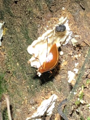 Ellipticus dorbignyi