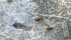 Parabatozonus lacerticida