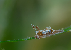 Goniodoris joubini