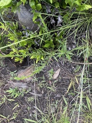Zaluzianskya elongata