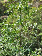 Magnolia compressa