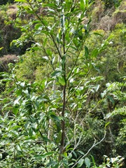 Magnolia compressa