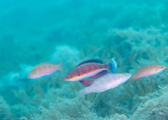 Social Wrasse photo 2