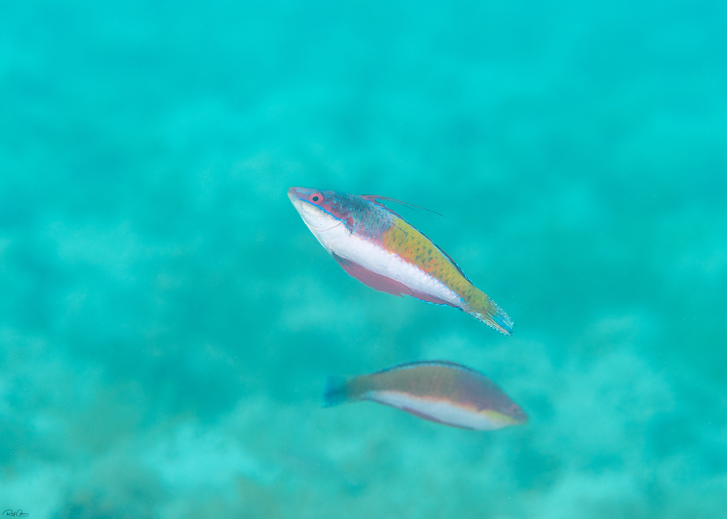 Photo of Redfin Wrasse (Cirrhilabrus rubriventralis)