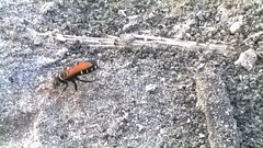 Parabatozonus lacerticida