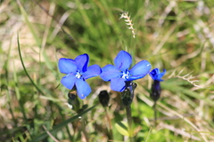 Gentiana bavarica bavarica