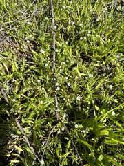 Plagiobothrys collinus