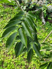 Zanthoxylum ailanthoides