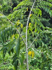 Zanthoxylum ailanthoides