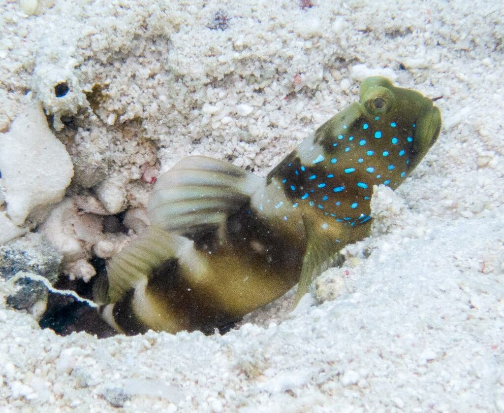 Barred Prawn-Goby