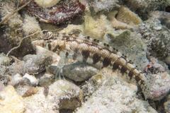 Parapercis australis