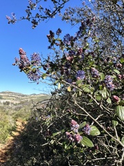 Ceanothus tomentosus