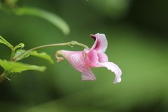 Impatiens oxyanthera