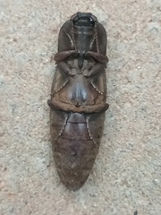 Pyrophorus