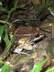 Leptodactylus rhodonotus