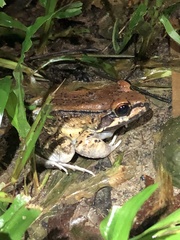 Leptodactylus rhodonotus