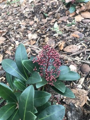 Skimmia