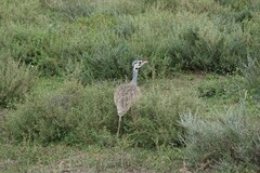 Eupodotis senegalensis