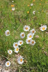 Leucanthemum vulgare