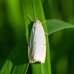 Cybosia mesomella