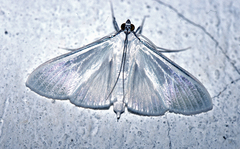 Palpita flegia