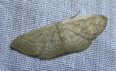 Idaea dolichopis