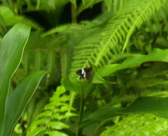 Notocrypta waigensis