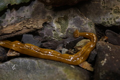 Bipalium nobile