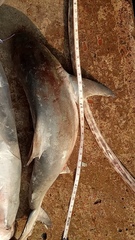 Carcharhinus