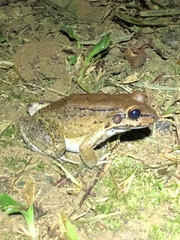 Leptodactylus rhodonotus