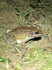 Leptodactylus rhodonotus