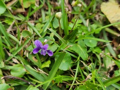Viola inconspicua nagasakiensis