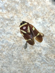 Maxantonia