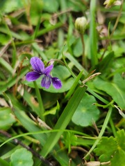 Viola inconspicua nagasakiensis