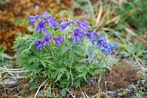 Image of Delphinium chamissonis by no rights reserved