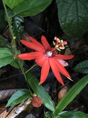 Passiflora miniata