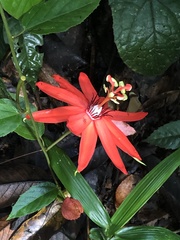 Passiflora miniata