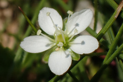 Sagina glabra
