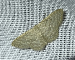 Idaea philocosma