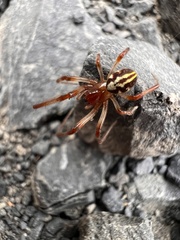 Phonognatha graeffei